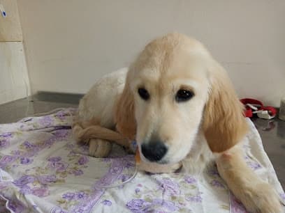 Akyurt Yakın Veteriner Kliniği Ankara Veteriner Kliniği - Akyurt Veteriner