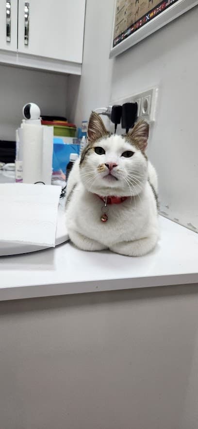 DOĞUKENT VETERİNER KLİNİĞİ Ankara Veteriner Kliniği - Mamak Veteriner