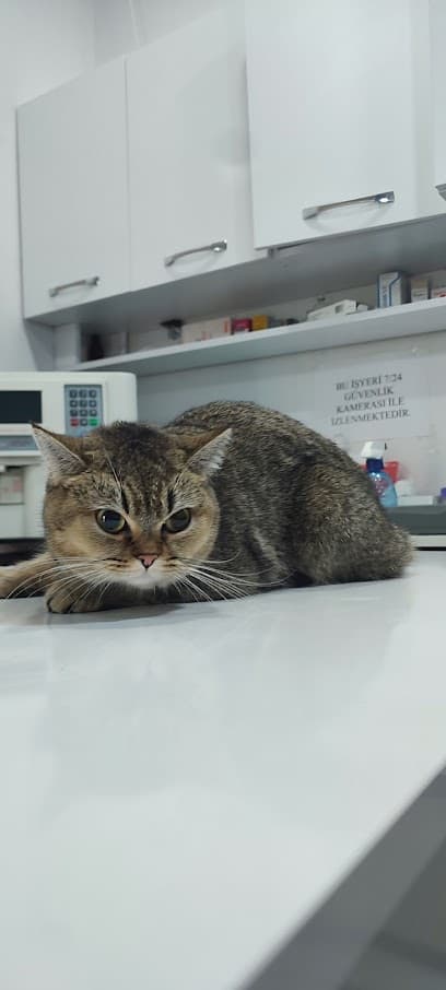 KorayVet Polatlı Veteriner Kliniği Ankara Veteriner Kliniği - Polatlı Veteriner