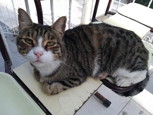 Pet City Ankara Veteriner Kliniği - Çankaya Veteriner