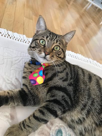 Pety Paw Veteriner Kliniği Ankara Veteriner Kliniği - Yenimahalle Veteriner
