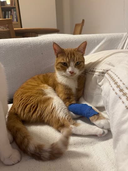 StarVet / Dikmen Veteriner Kliniği Ankara Veteriner Kliniği - Çankaya Veteriner